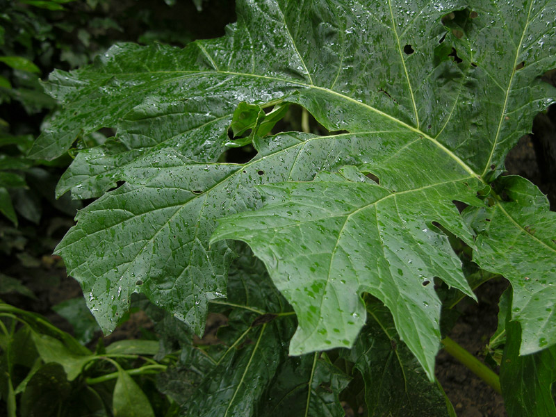Acanthus mollis